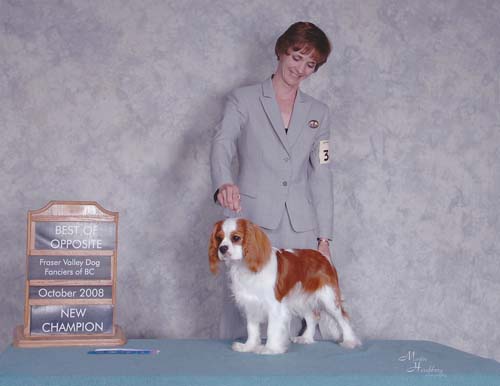 Cavalier King Charles Spaniels - Beckwith Cavaliers - There's Only One - Canadian Champion